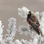 Meet the Rosy Finch (and Learn the Best Place to See One)
