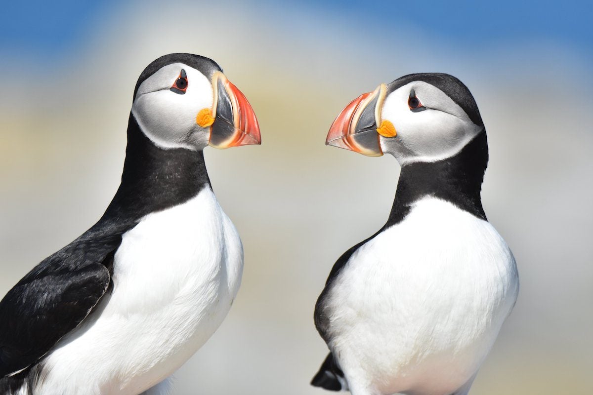 The 4 Best Ways to See Puffins in Maine - Birds and Blooms