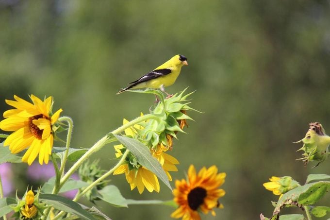 Goldfinch on sunflower