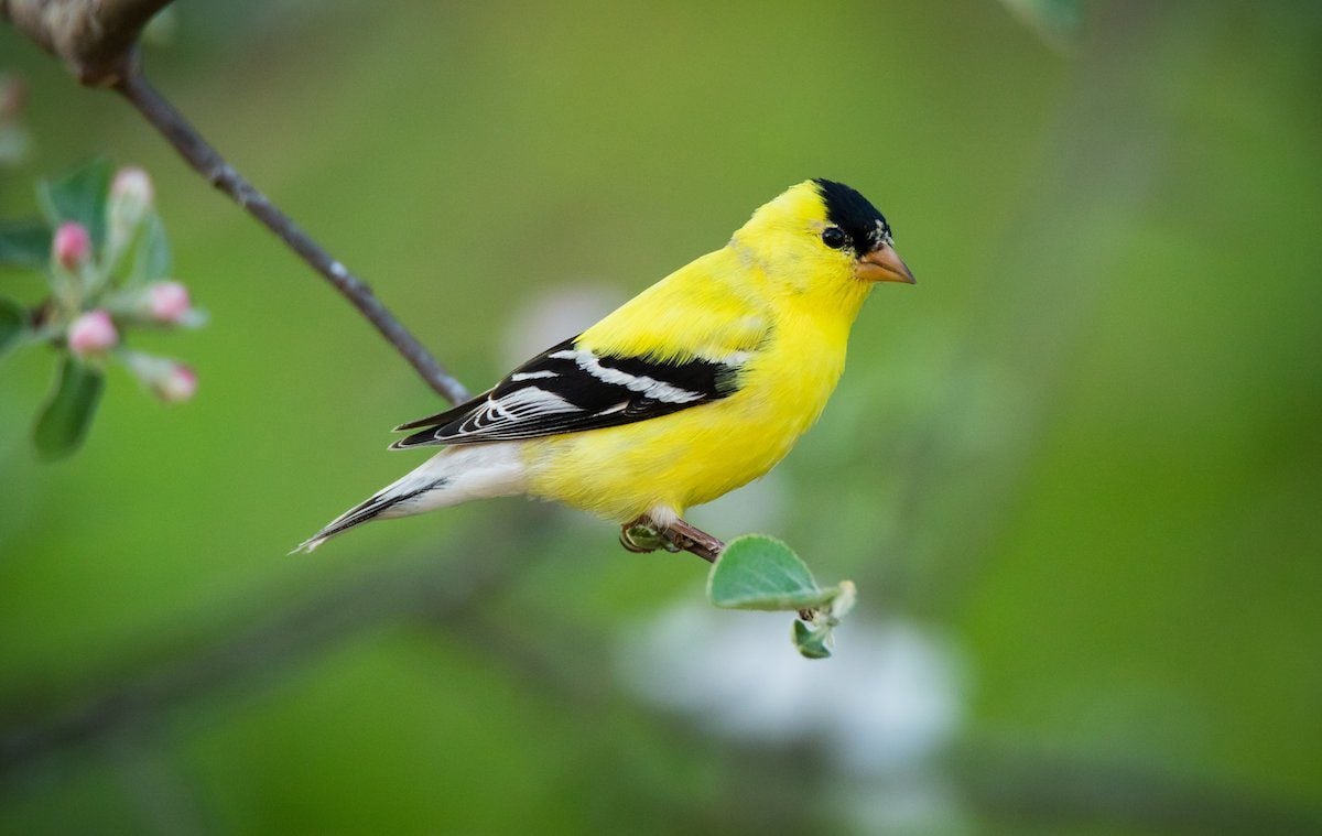25 Small Yellow Birds You Should Know - Birds and Blooms
