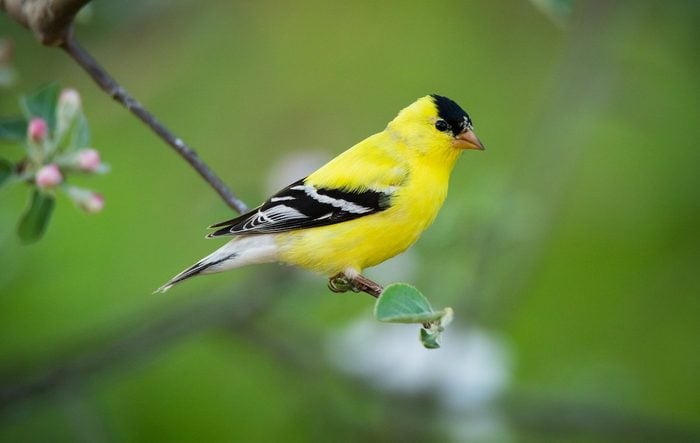 25 Small Yellow Birds You Should Know - Birds and Blooms