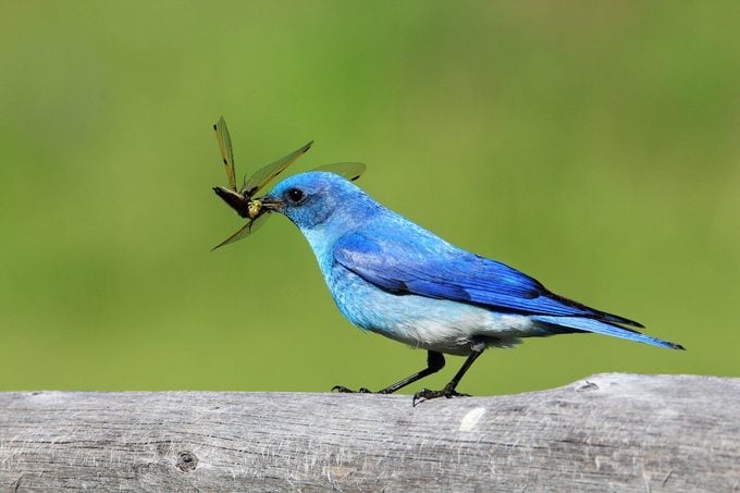 mountain bluebird eating bug