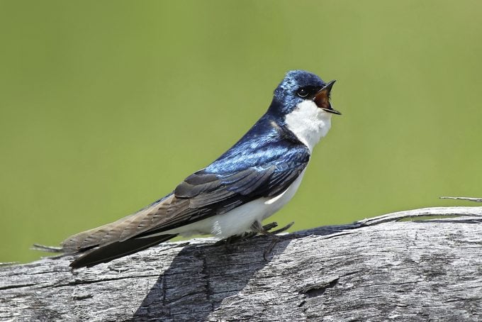 tree swallow bird
