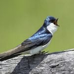 How to Identify and Attract a Tree Swallow