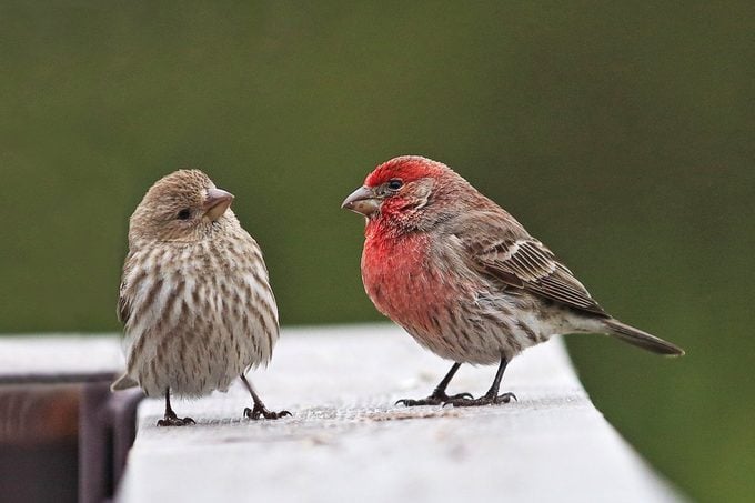male and female house finch