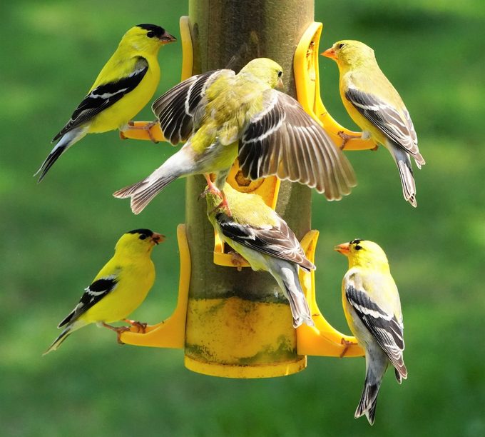 Full Goldfinch Feeder Pic For Birds & Blooms
