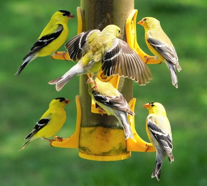 Full Goldfinch Feeder Pic For Birds & Blooms