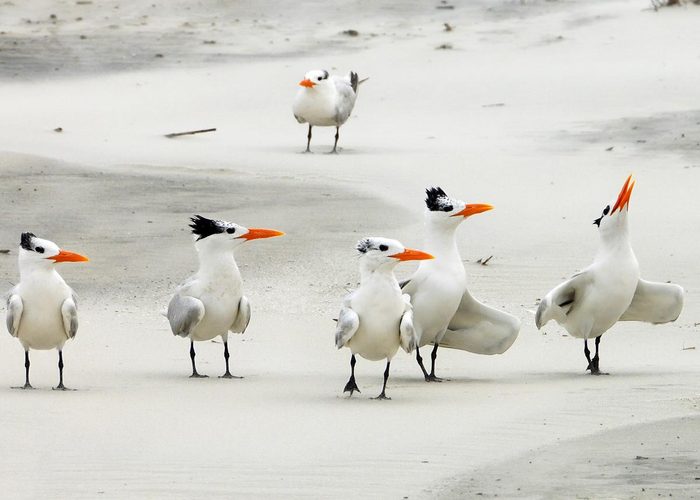 Royal terns on the Georgia coast