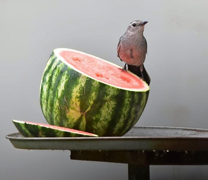 Gray catbird on watermelon