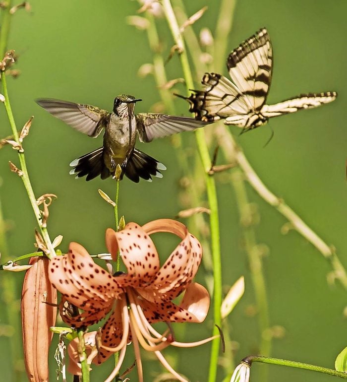 Female ruby-throated hummingbird chasing a butterfly