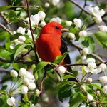 Look Up High to Spot Stunning Scarlet Tanagers