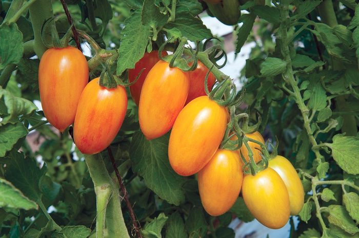 best vegetables to grow, artisan blush tomato