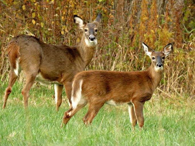 deer resistant plants deterrents