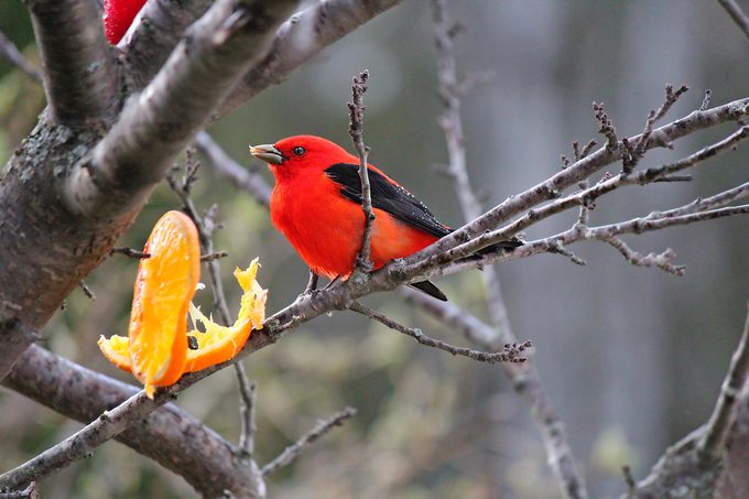 scarlet tanager eat oranges
