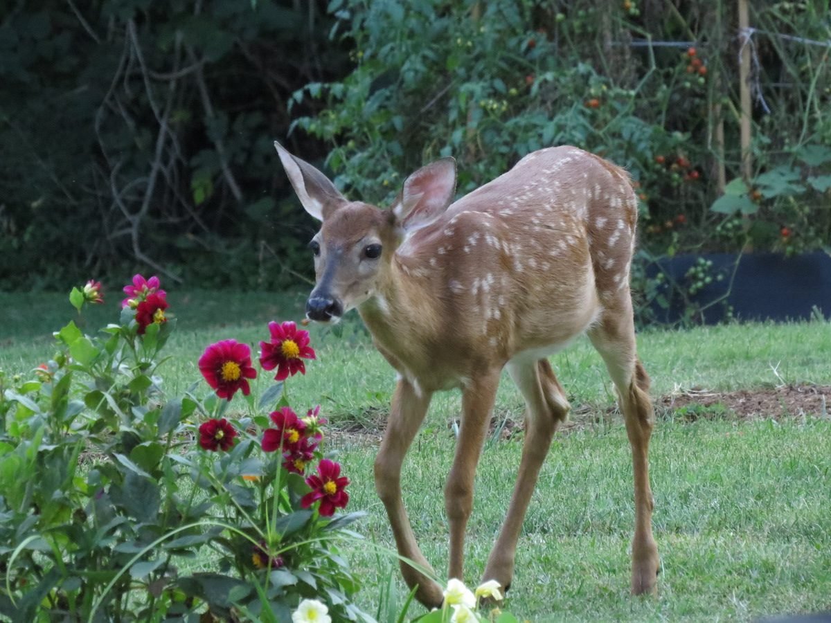 tips for deer resistant plants and deer deterrents - birds and blooms