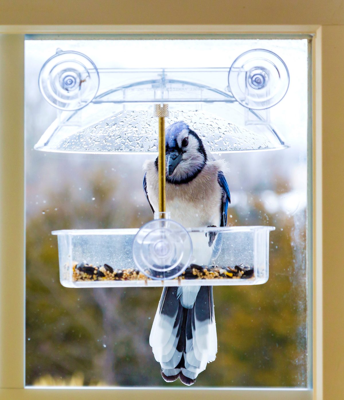 Clear House Window Bird Feeder Birdhouse With Suction Feedin E8S2 Garden Ou W9Y6 
