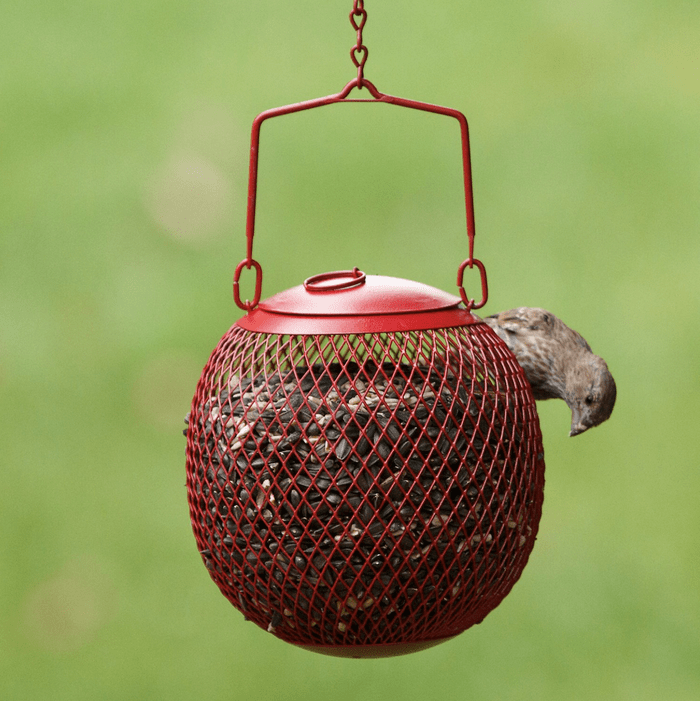 seed ball feeder