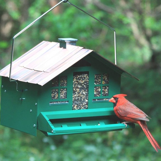 The 15 Best Bird Feeder Deals on Amazon Right Now - Birds and Blooms
