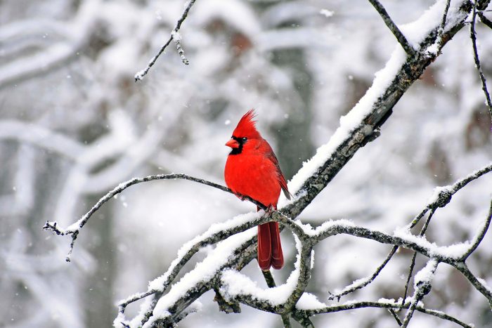 cardinal bird in snow