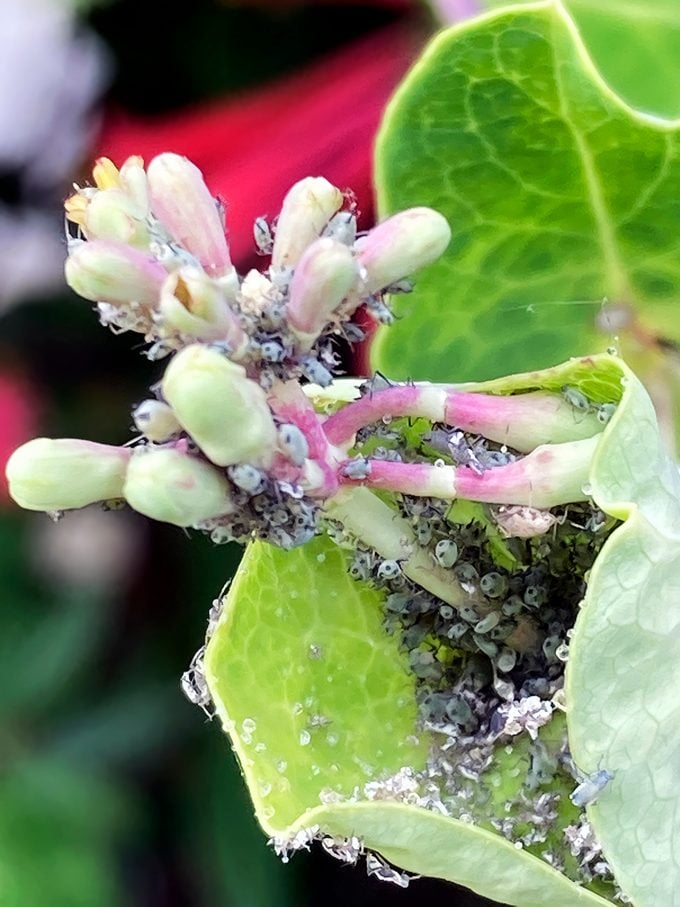 aphids on honeysuckle vine