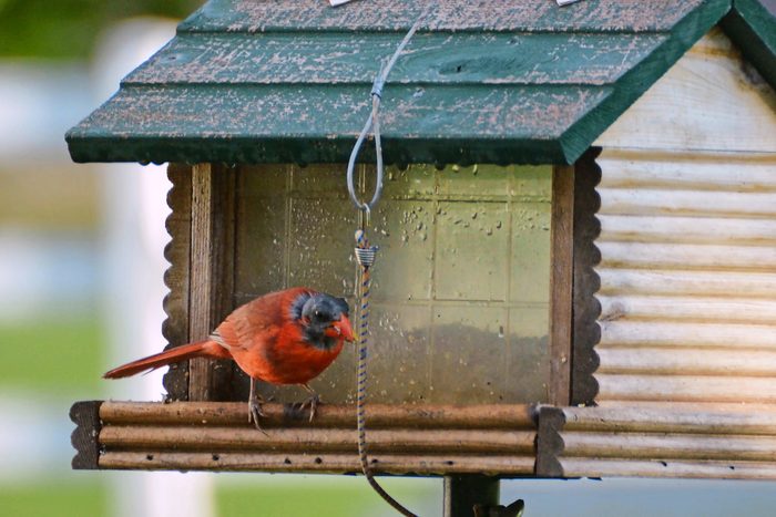 molting cardinal