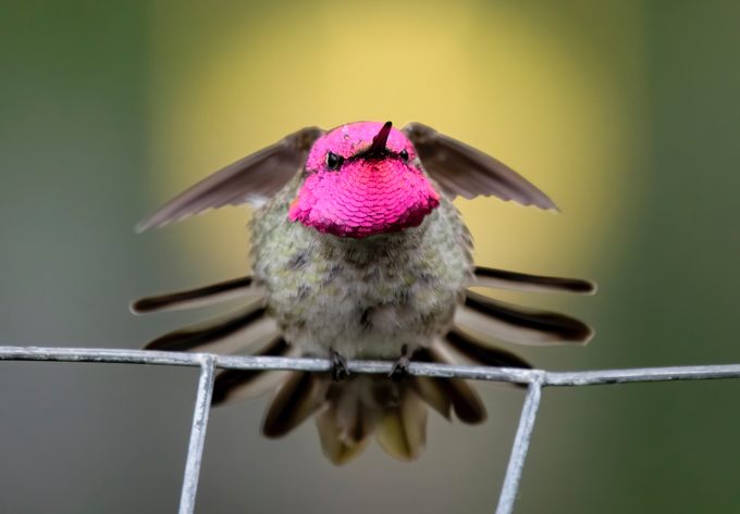 hummingbird photos