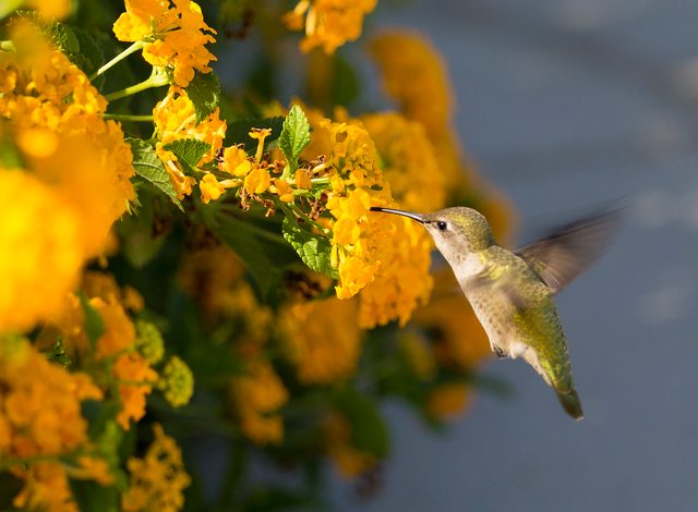 hummingbird garden with lantana