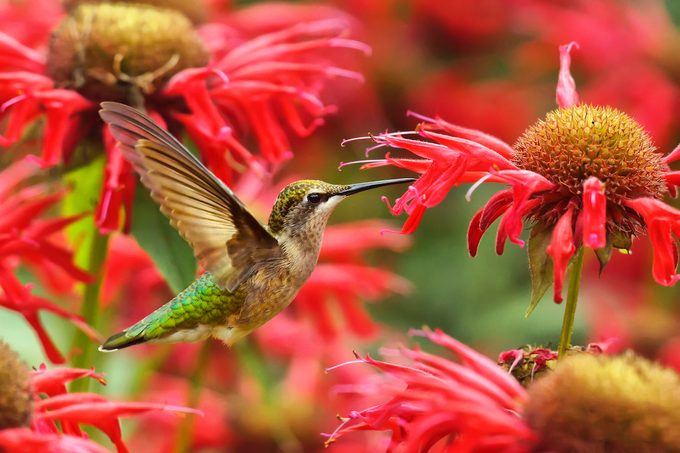 hummingbird garden