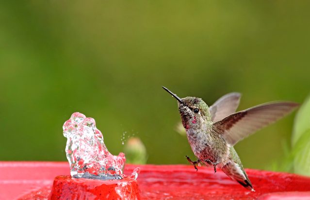 hummingbird photos