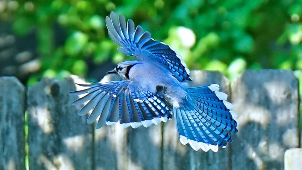 blue jay birds