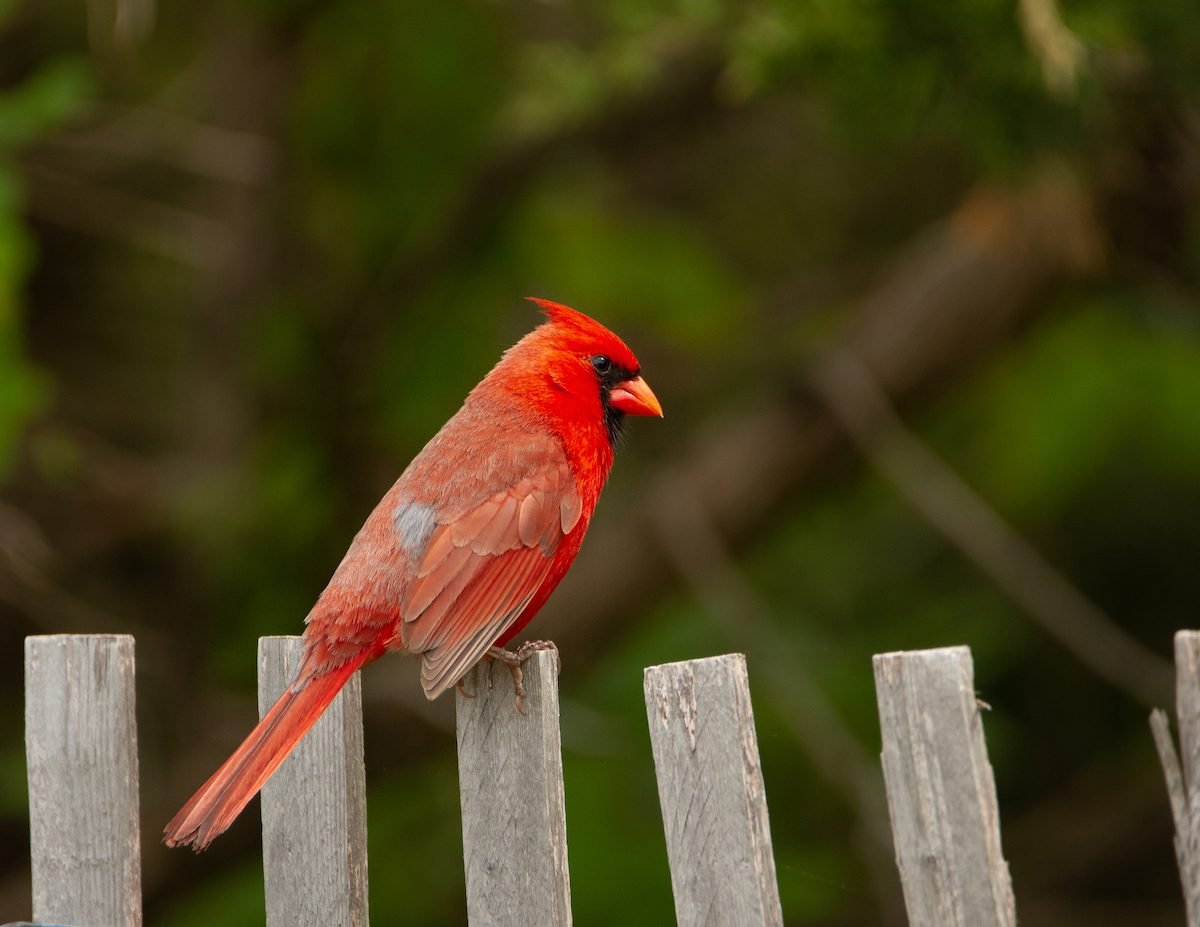 cardinal meaning and symbolism