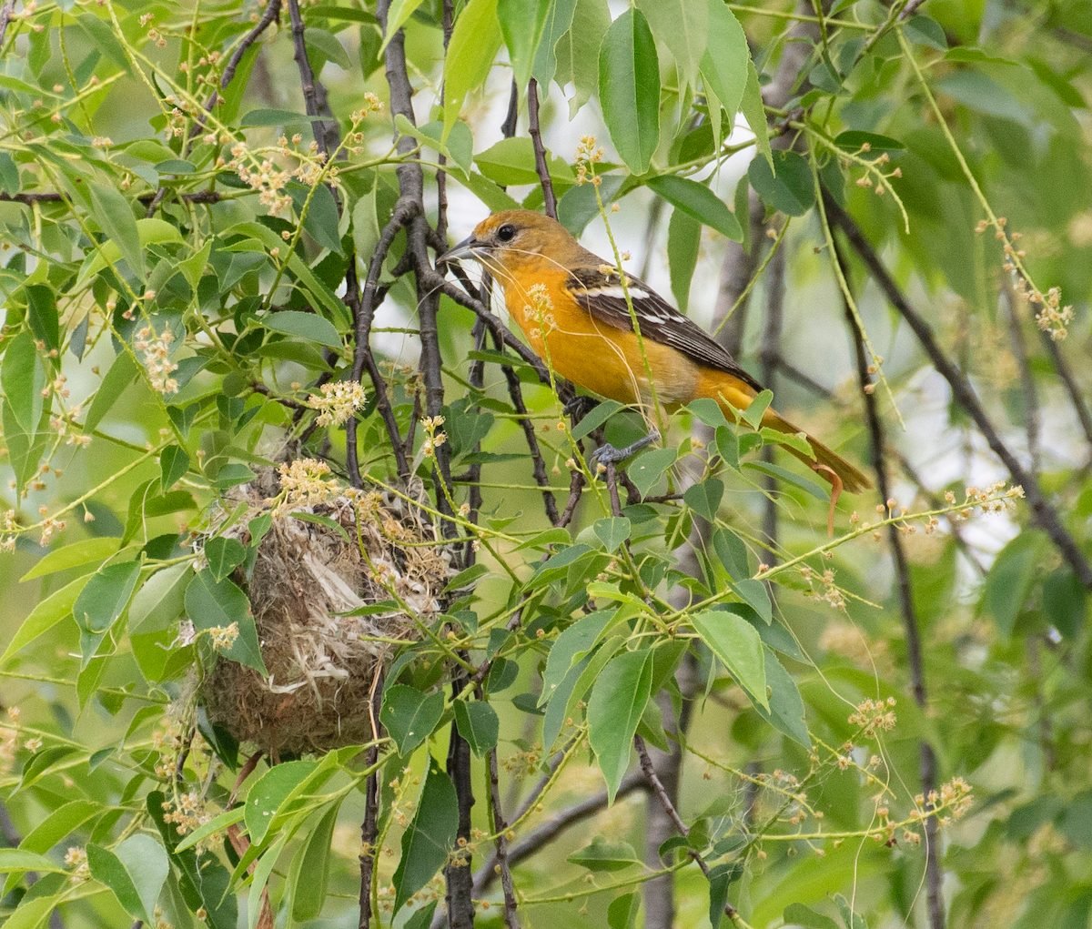 Column: Attracting the colorful hooded oriole to your yard - The