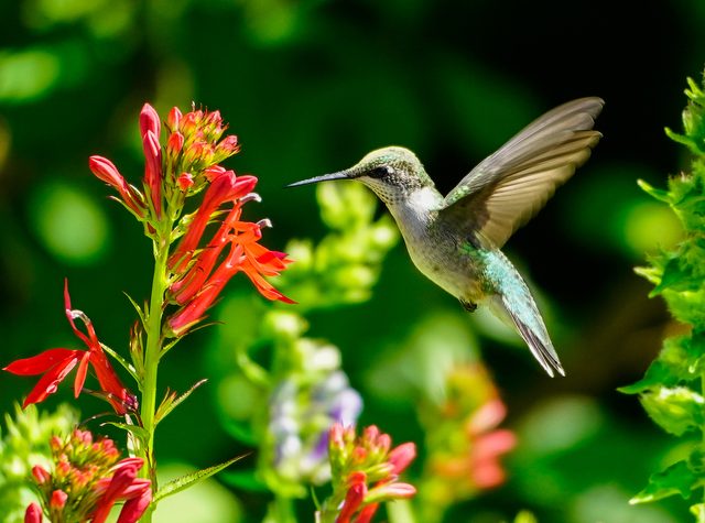 hummingbird cardinal flower 
