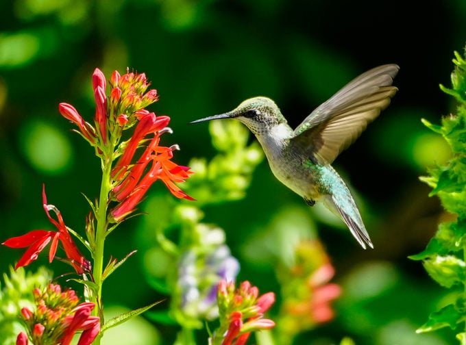 hummingbird cardinal flower 
