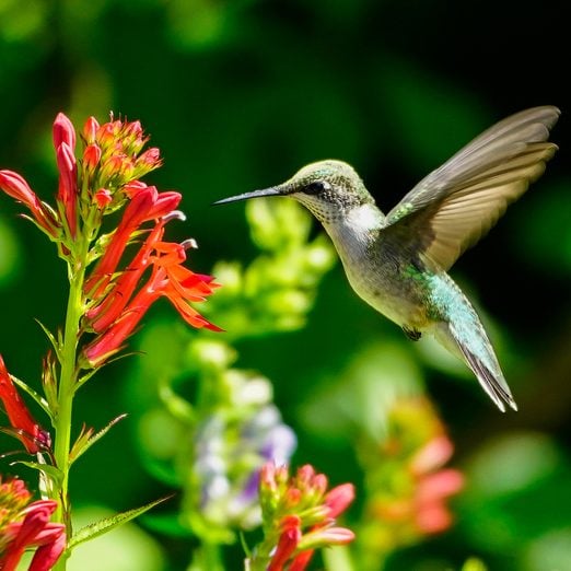 Attract More Hummingbirds to a Small Garden