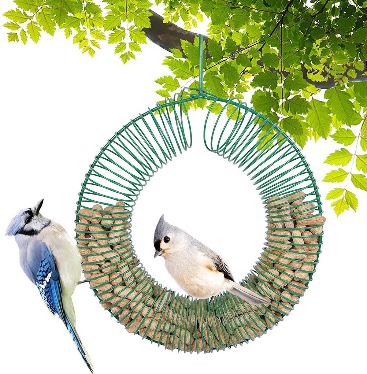 The Best Bird Feeders For Blue Jays Birds And Blooms