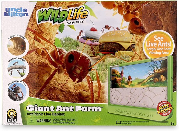 giant ant farm