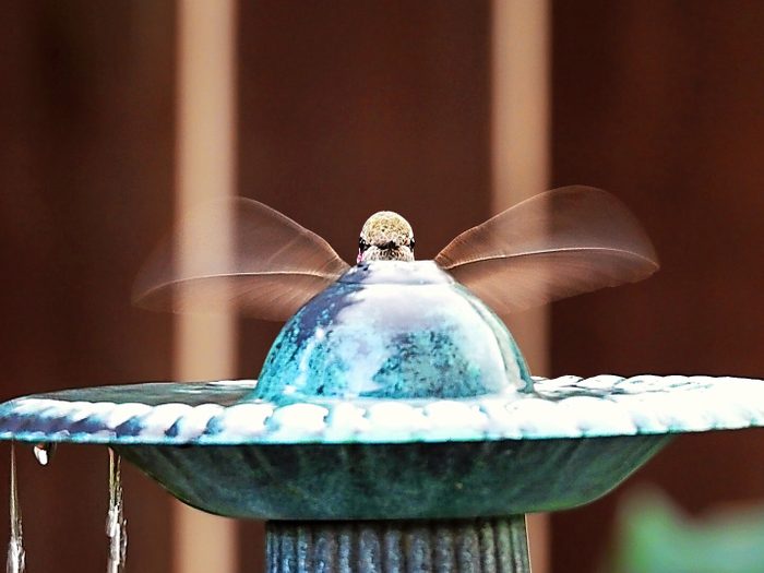 An Anna's hummingbird playfully peeks over the top of a water fountain.