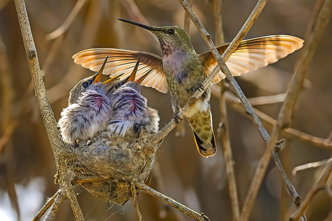 A pair of Anna's hummingbird chicks greet their mom as she flies back to the nest.