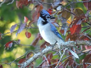 18 Beautiful Blue Jay Photos You Need to See - Birds and Blooms
