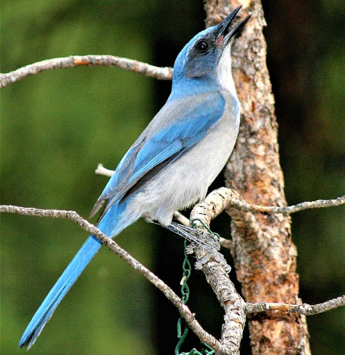 mexican jay