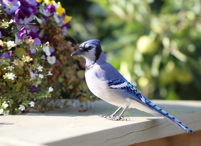 Blue Jay In My Backyard Getting Some Peanuts.