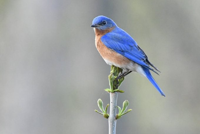 bluebird vs blue jay