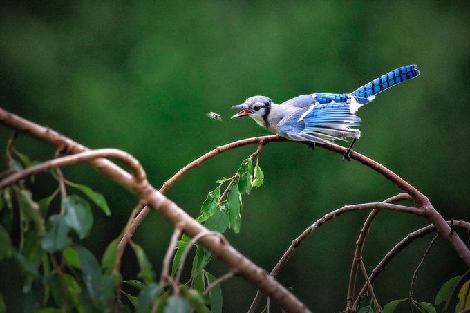 blue jay eating insect