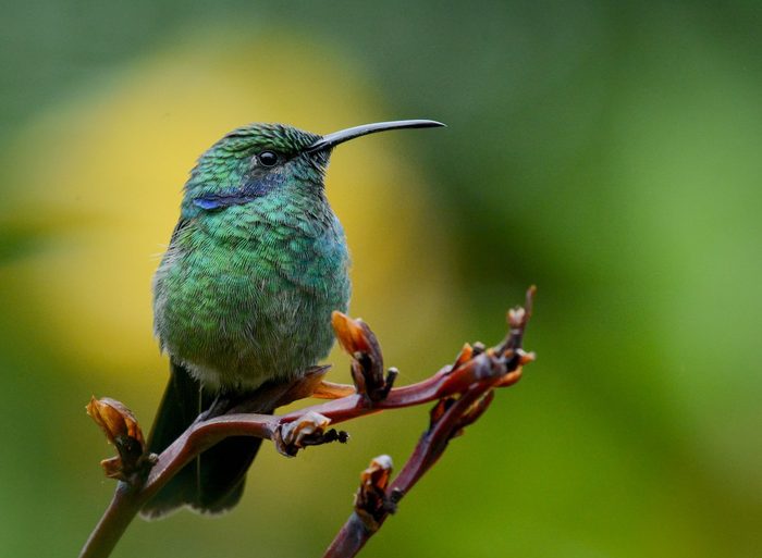 hummingbirds of costa rica