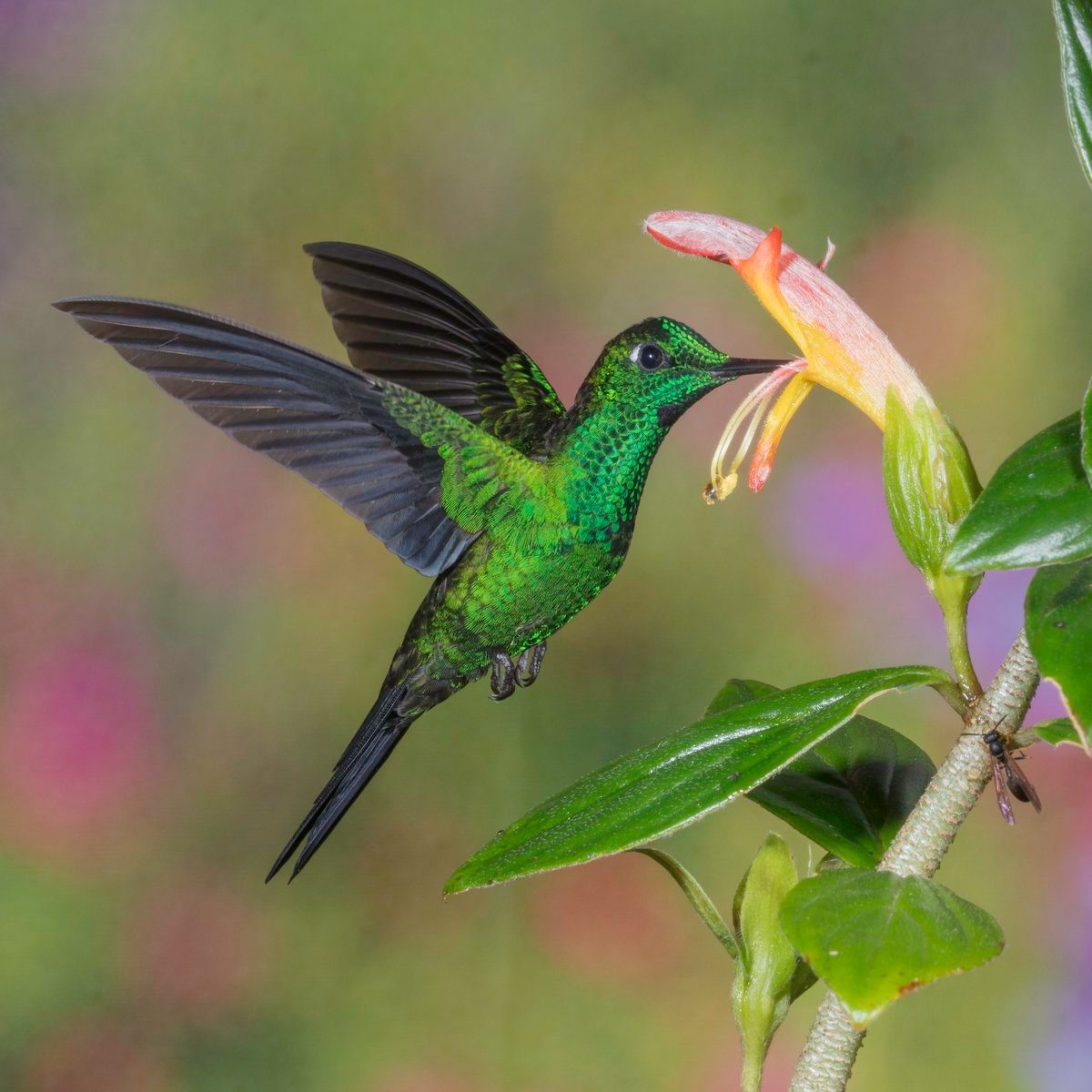 Discover the Colorful Hummingbirds of Costa Rica