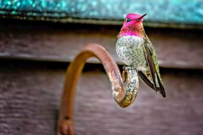 hummingbird photo tips