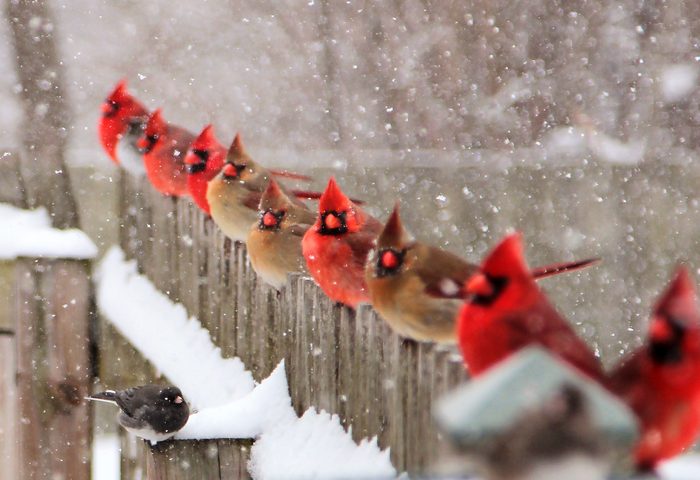 cardinals on fence