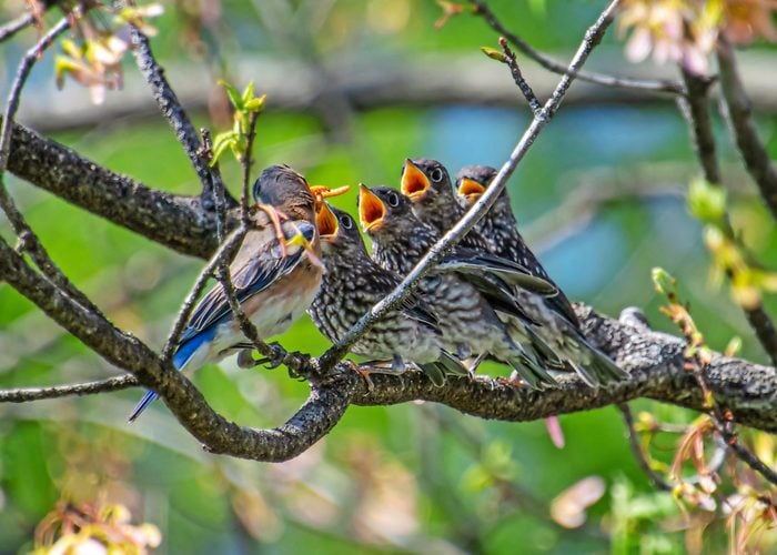 A female eastern bluebird feeds chicks that are lined up on a branch.