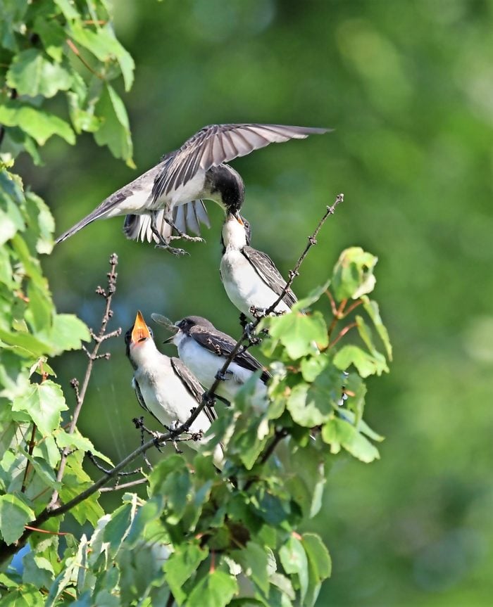 An eastern kingbird swoops in to feed her young.